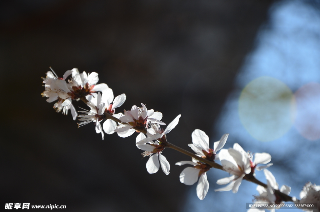 桃花