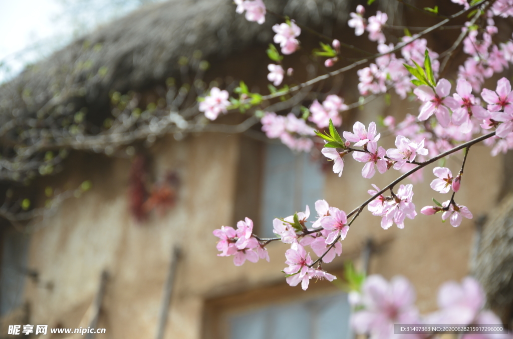 茅屋与桃花