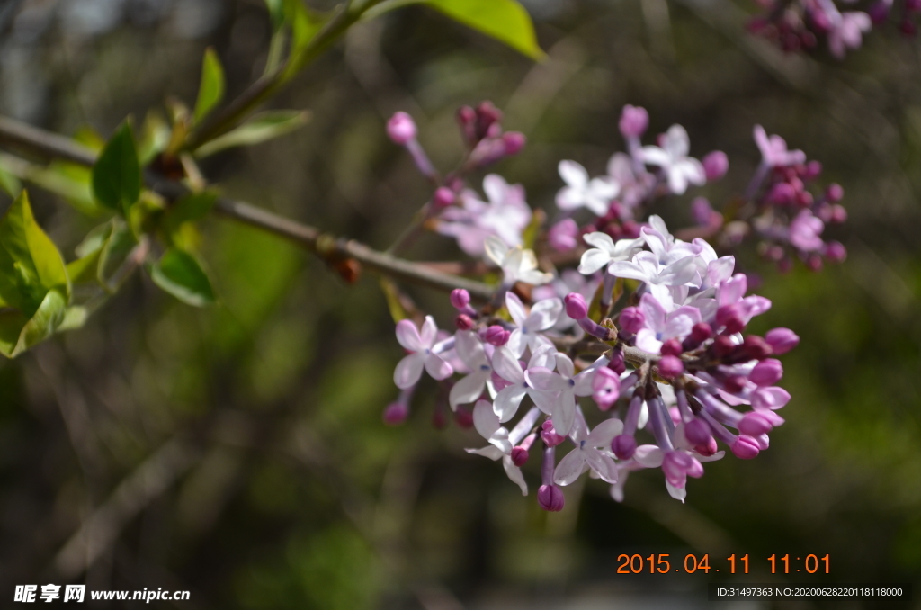 丁香花