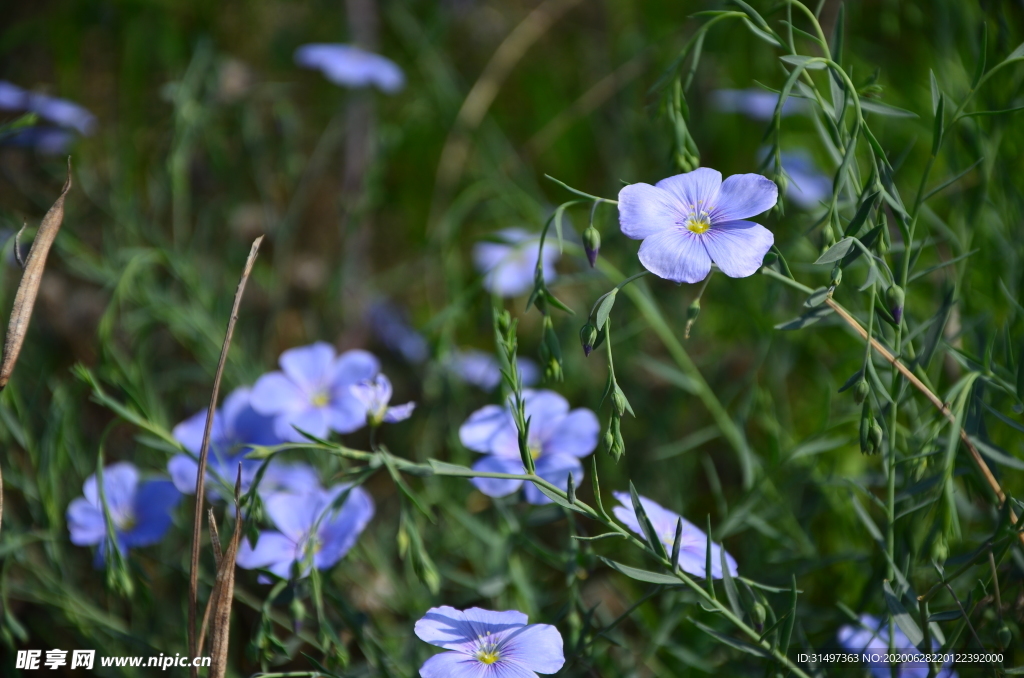 亚麻花