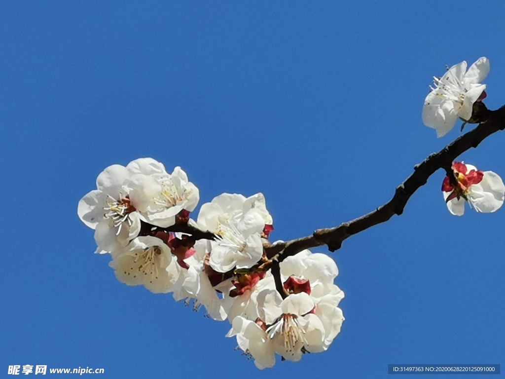 山桃花
