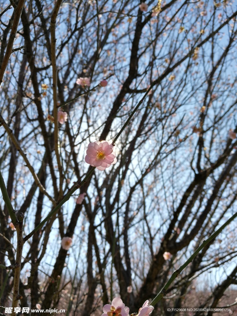梅花
