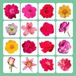 花朵花卉素材