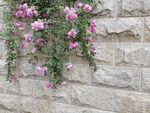 粉色玫瑰花墙月季蔷薇大理石背景