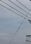 农村田园风光电线杆上的麻雀鸟类