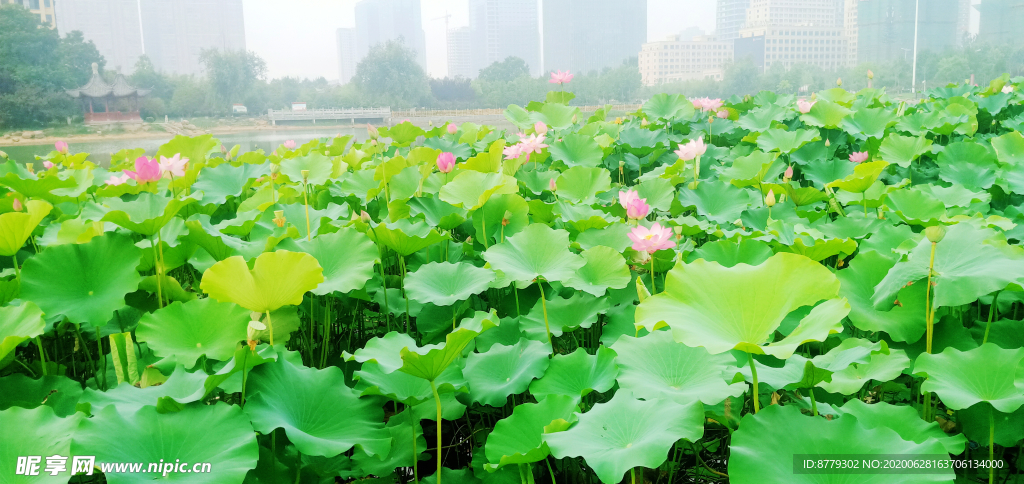荷花池