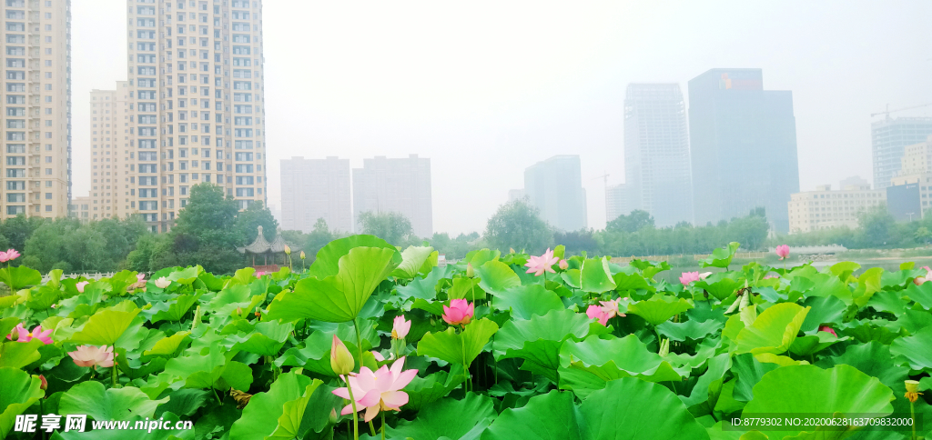 荷花池