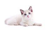布偶猫