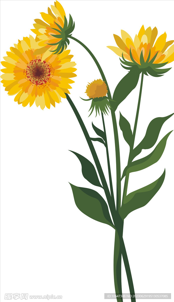 雏菊