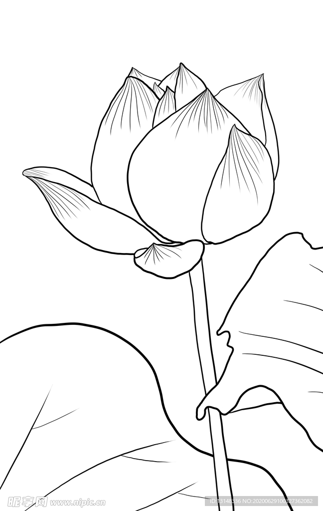 荷花