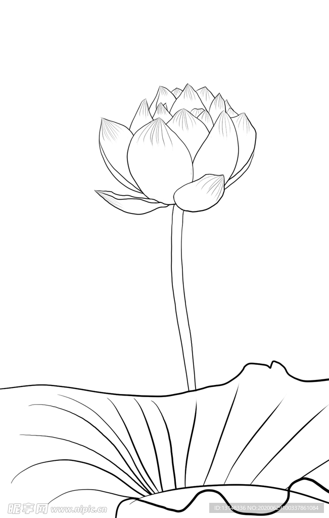 荷花