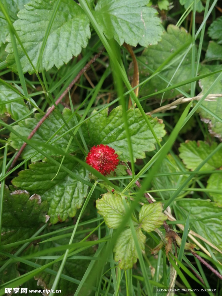 野草莓