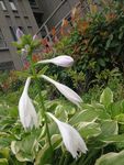花苞