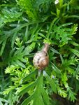 雨后蜗牛