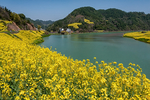 油菜花花海美景