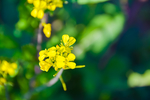上海奉贤庄行油菜花节