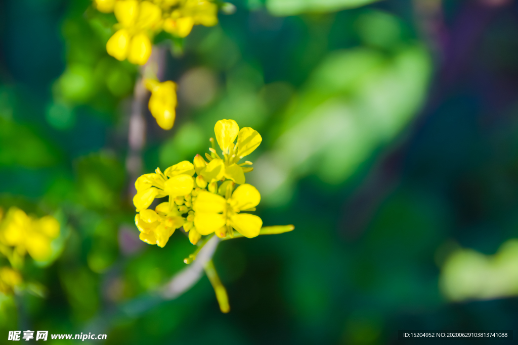 上海奉贤庄行油菜花节