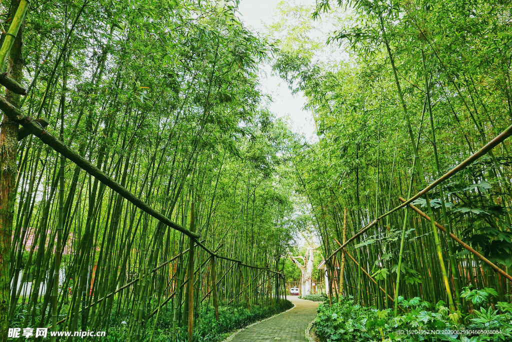 幽静的竹林步道