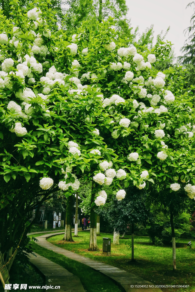 长沙紫凤公园的琼花步道