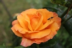 玫瑰花