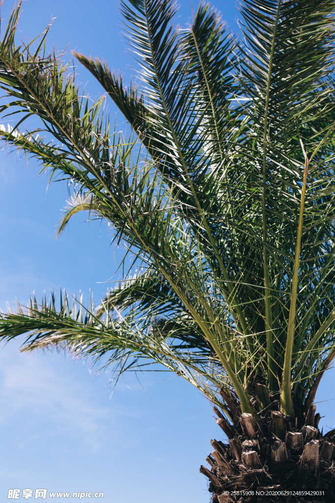 棕榈树图片