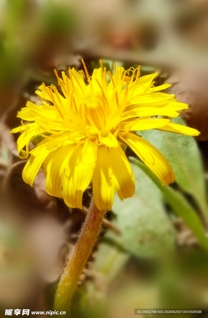 花