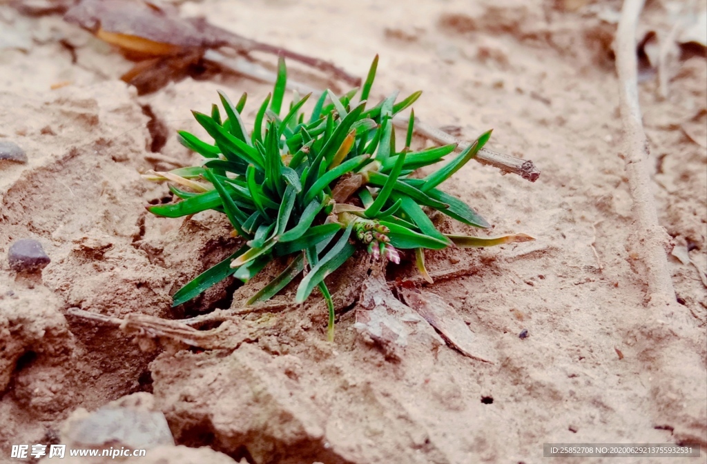 小草