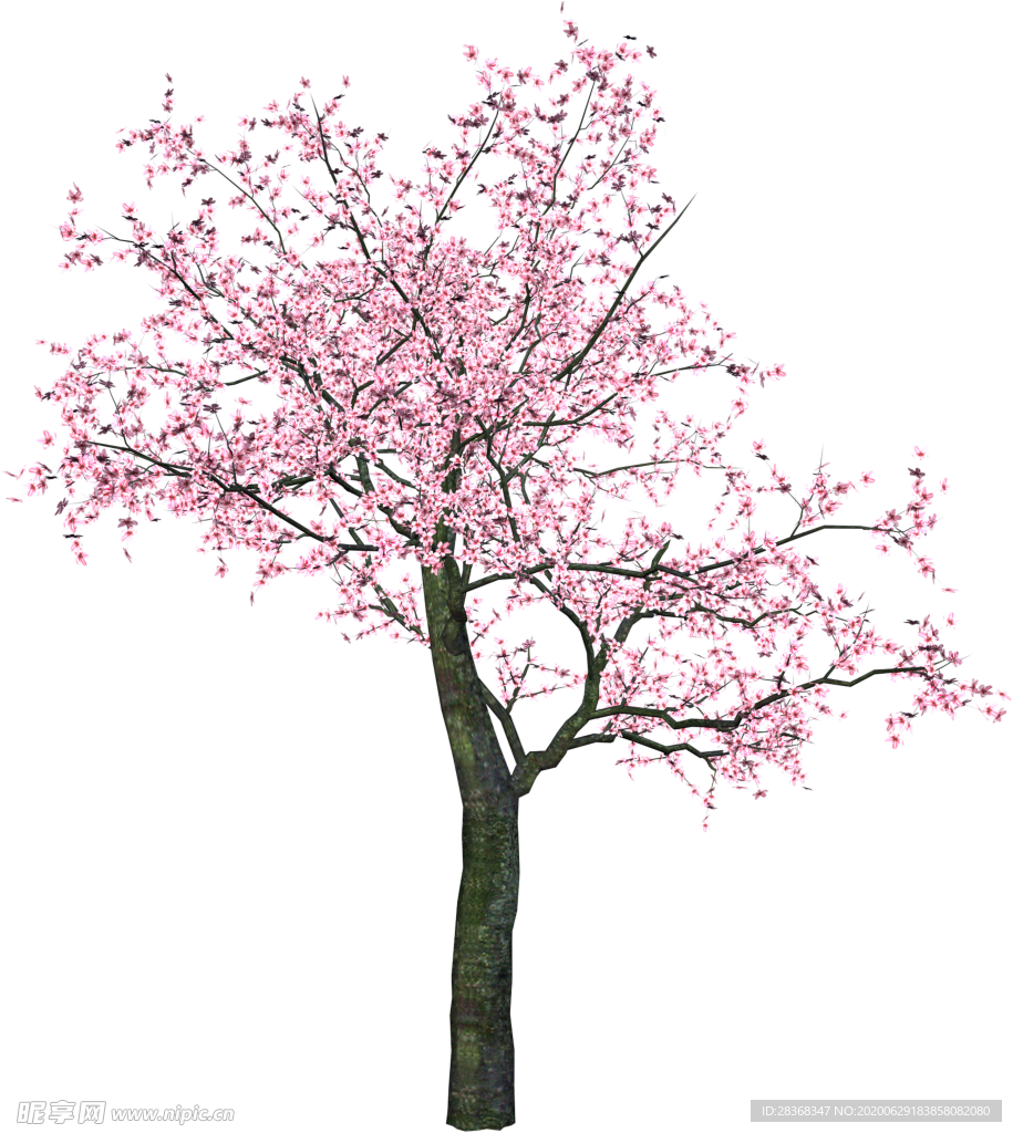 樱花
