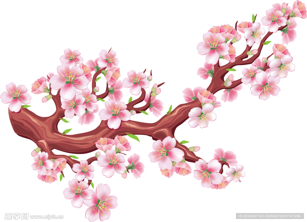 樱花