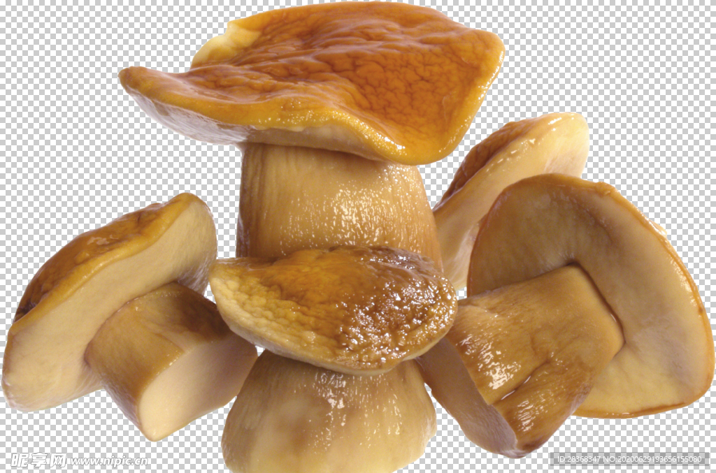 蘑菇素材