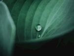 雨露