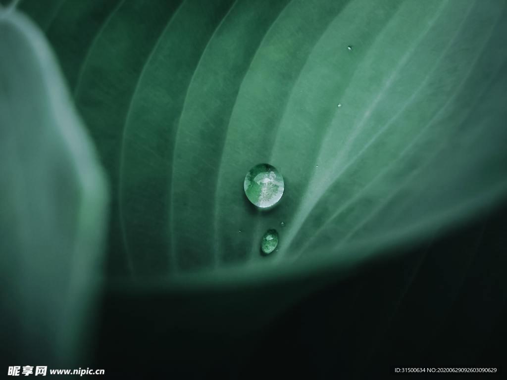 雨露