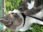 猫的侧脸