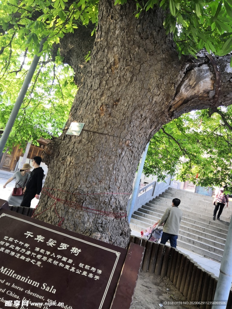 千年娑罗树