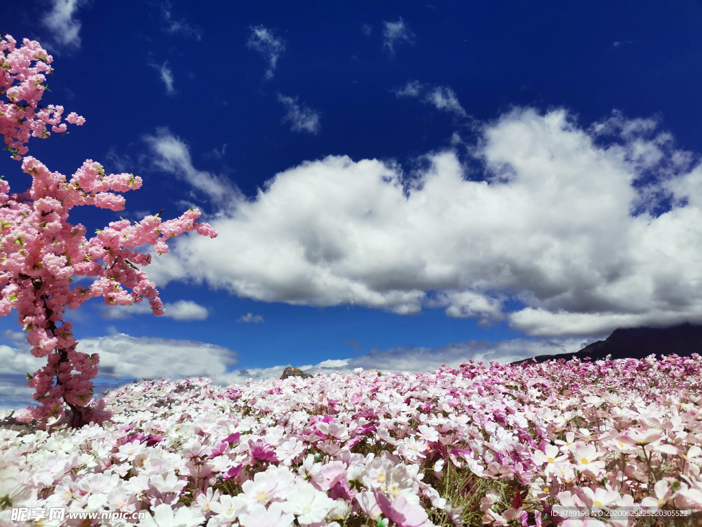 花海