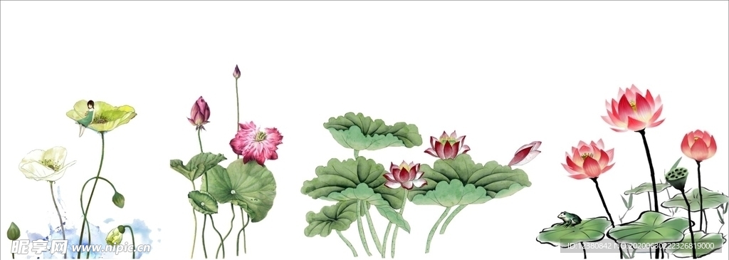 荷花