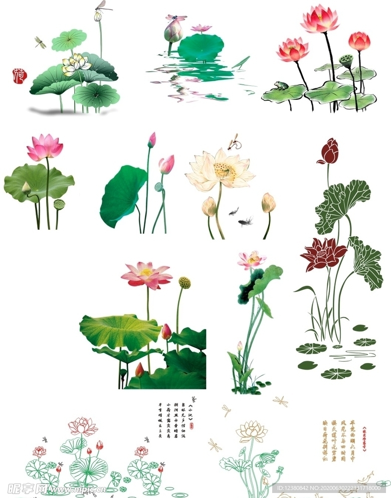 荷花