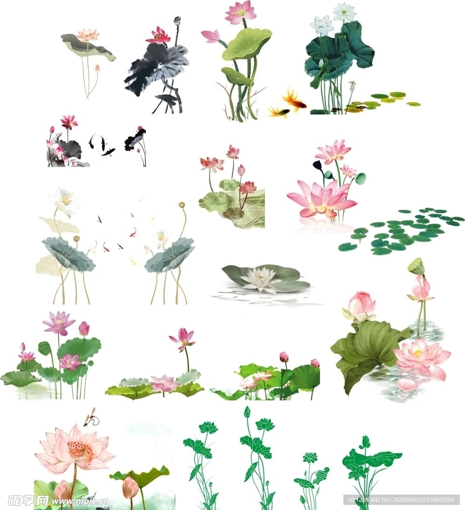 荷花