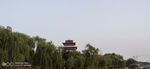 小楼树木
