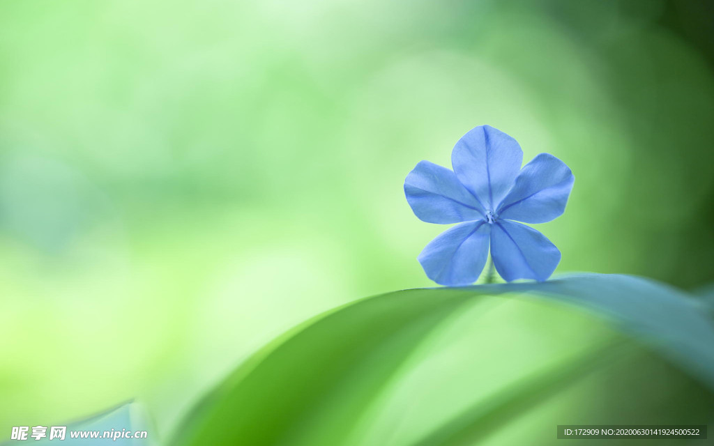 花草桌面背景