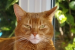 家猫