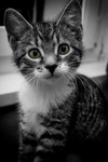 家猫