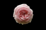玫瑰花