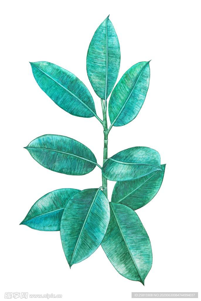 彩绘植物手绘花草