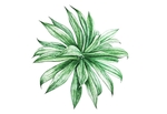 彩绘植物手绘花草