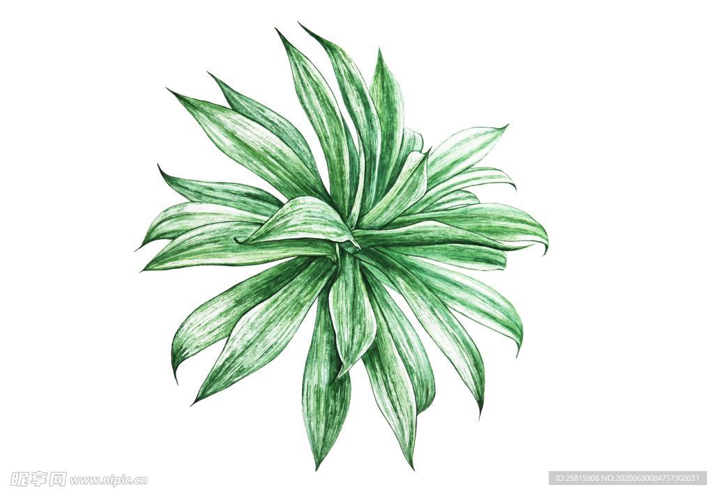 彩绘植物手绘花草