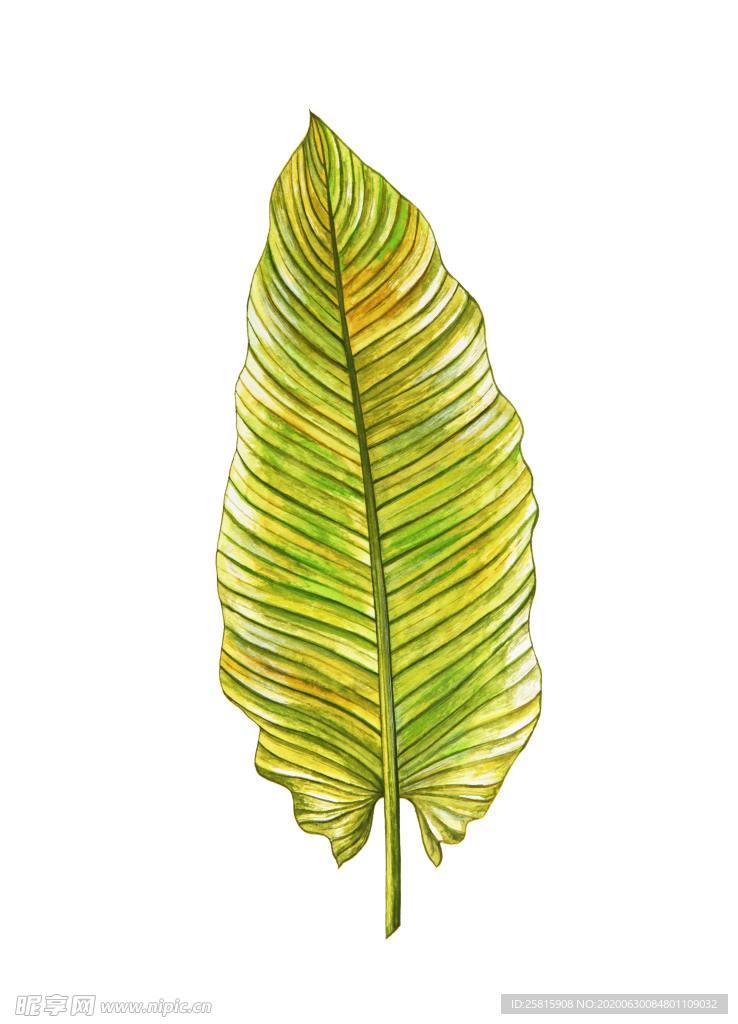 彩绘植物手绘花草