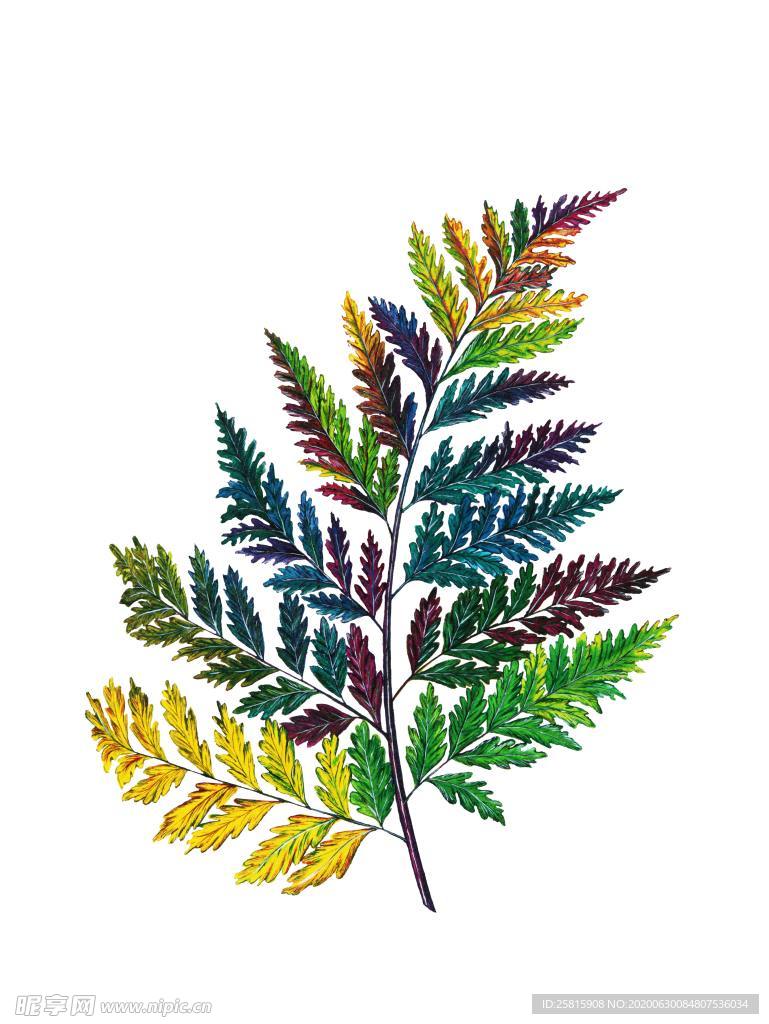 彩绘植物手绘花草