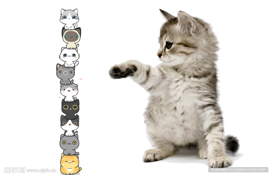 可爱猫咪