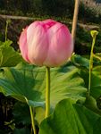 莲花